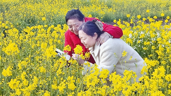 油菜1.jpg